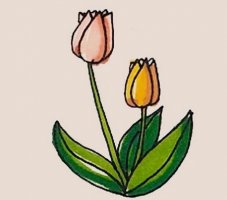 郁金香花朵简笔画步骤图片带颜色