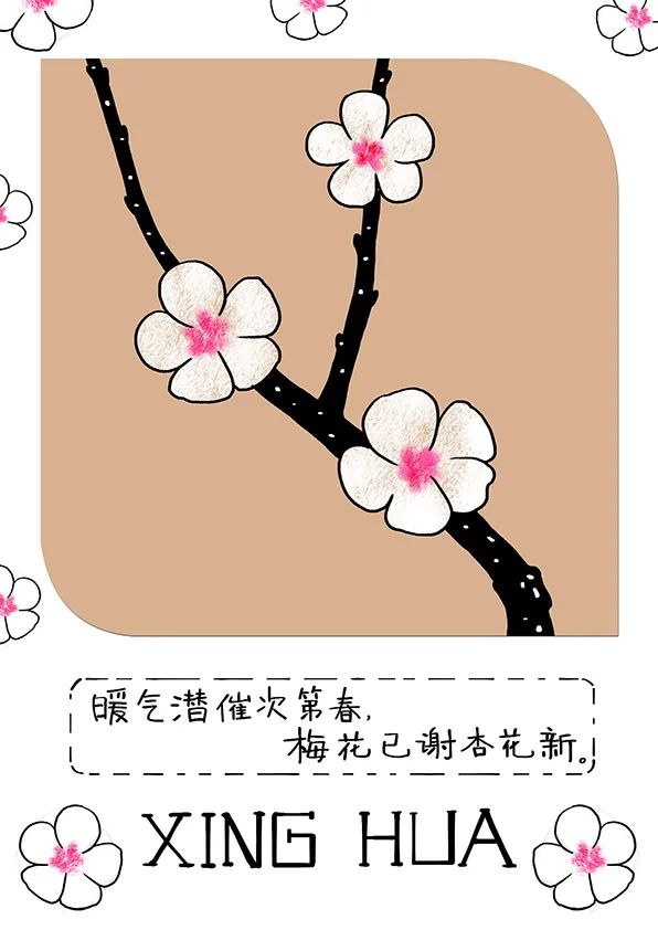 花朵简笔画《杏花》