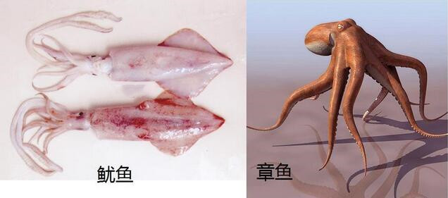章鱼和鱿鱼的区别