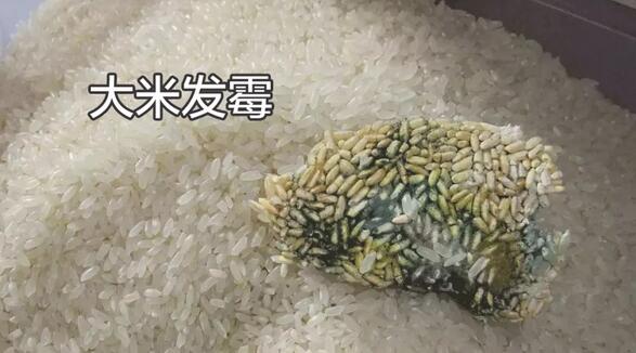 大米生虫还能吃吗