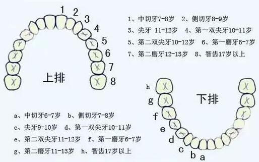 乳牙换牙顺序