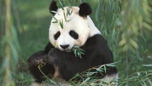 国宝大熊猫作文怎么写
