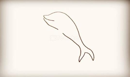 海洋生物海豚简笔画图片