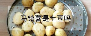 马铃薯是土豆吗