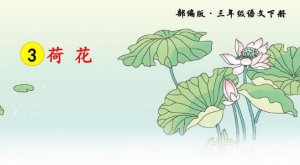 荷花课文三年级下册原文