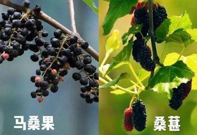 马桑和桑葚的区别