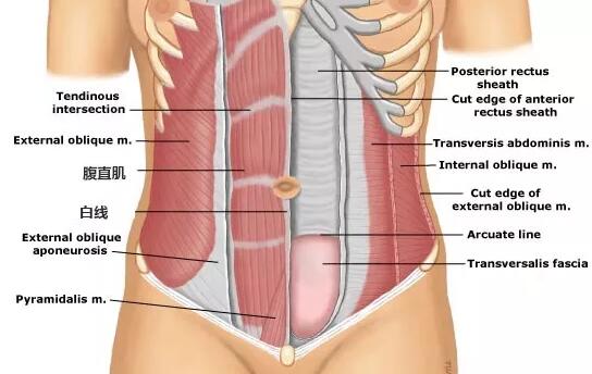 产后腹直肌分离怎么恢复