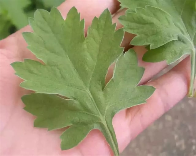 端午节手工制作小葫芦艾叶荷包挂饰