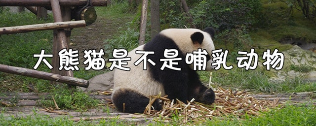 大熊猫是哺乳动物吗