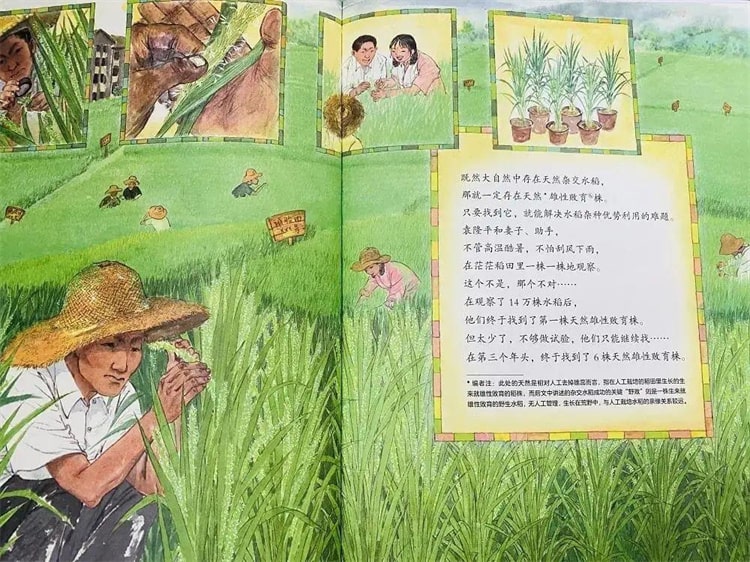 袁隆平的故事《一粒种子改变世界绘本》