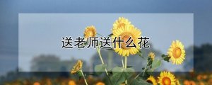 教师节送老师送什么花