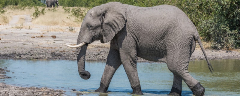 大象的耳朵有什么作用