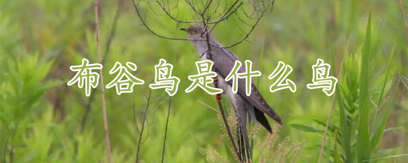 布谷鸟是什么鸟