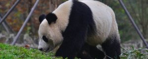 大熊猫走路的样子 大熊猫走路的方式
