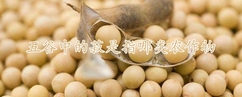 五谷中的菽是指哪类农作物