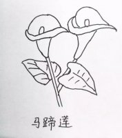 花朵简笔画教程图片简单（10种）