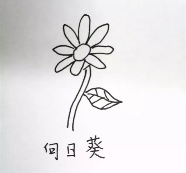 花朵简笔画教程图片简单