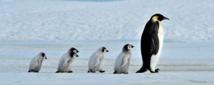企鹅生活在哪里 南极还是北极