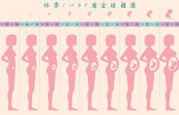 妊娠期是什么意思