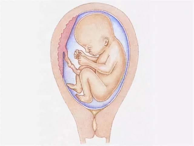 胎儿发育全过程图片，感叹妈妈真伟大