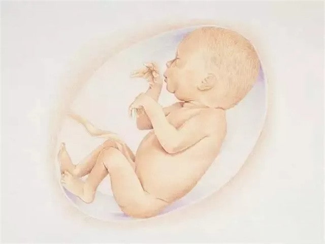 胎儿发育全过程图片，感叹妈妈真伟大