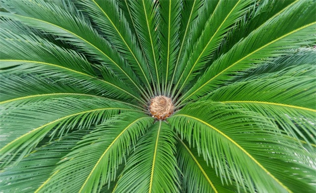 有关植物的成语典故，你知道哪些？