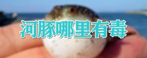 河豚哪里有毒