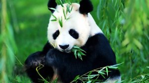 大熊猫作文500字