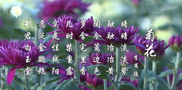 李商隐菊花古诗带拼音版