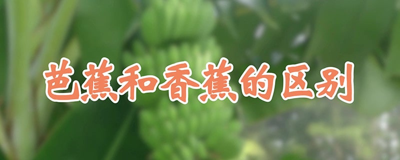 香蕉和芭蕉的区别