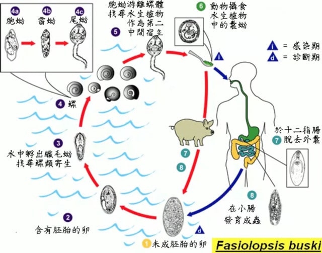 4种蔬菜容易得姜片虫病，孩子尤其要小心