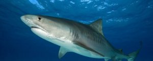 鲨鱼为什么怕海豚
