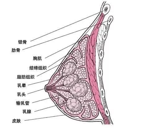 胸小奶少，胸大奶多，有依据吗？