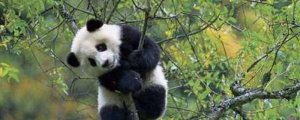 大熊猫的寿命一般是多少