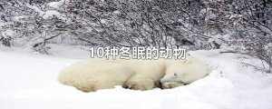 10种冬眠的动物