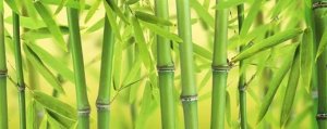 大熊猫爱吃的竹子是草还是树