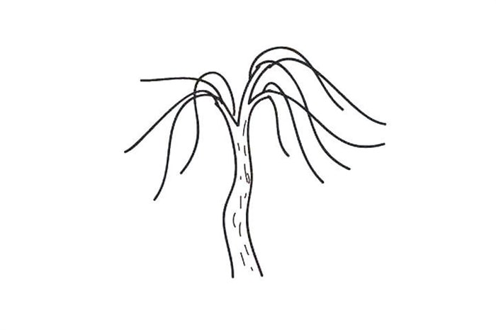 春天的柳树简笔画怎么画图片