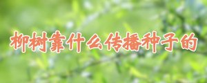 柳树靠什么传播种子?