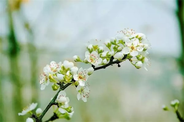 15种春天开的花及古诗句