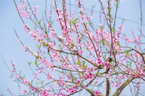 15种春天开的花及古诗句