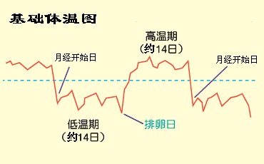 怎么算排卵期