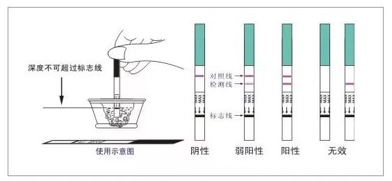 怎么算排卵期