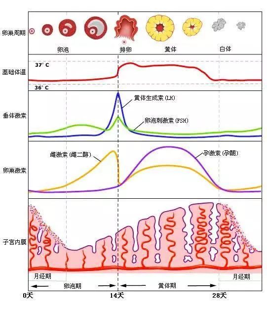 怎么算排卵期