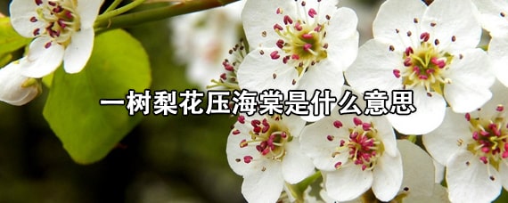 一树梨花压海棠是什么意思