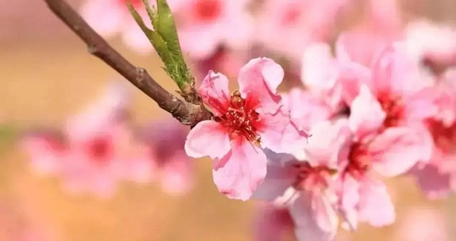 十首最出名关于描写桃花的古诗词