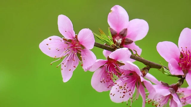 十首最出名关于描写桃花的古诗词