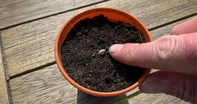 劳动课种花：怎么盆栽种植向日葵