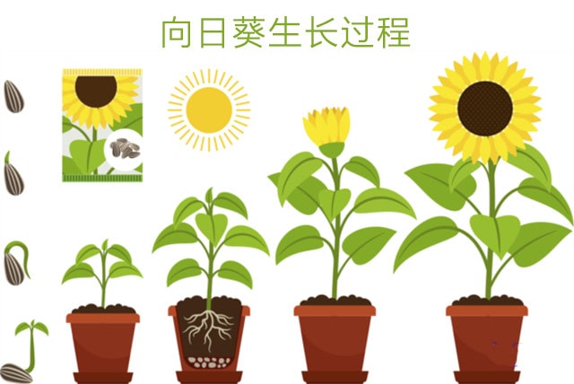 劳动课种花：怎么盆栽种植向日葵