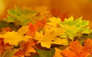 幼儿园秋天主题活动教案：秋天的树叶