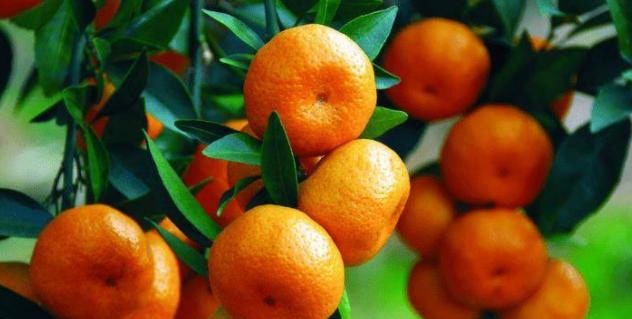 小孩吃橘子多了吐了怎么办